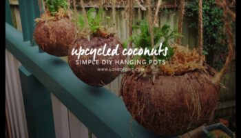 מהפכת הקוקוס בעצמך: שחרר את היצירתיות שלך ביצירה טרופית