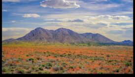 תמונות טבע לוכד את הדבר הפנטסטי של המגזר הטבעי 3 הטבע בצבע: ללכוד את היופי של החי והצומח בעיפרון