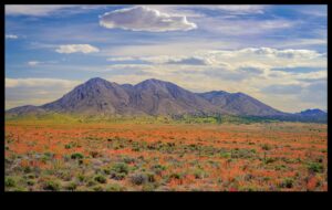 הטבע בצבע: ללכוד את היופי של החי והצומח בעיפרון