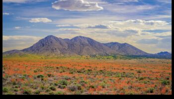 הטבע בצבע: ללכוד את היופי של החי והצומח בעיפרון