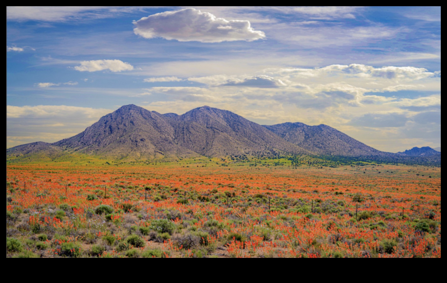 הטבע בצבע: ללכוד את היופי של החי והצומח בעיפרון